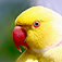 Parrots Slideshow & Wallpapers (HD)
