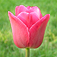 Flowers Slideshow & Wallpapers (HD)